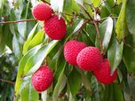 Nelesa Gardening Live Sweet Lychee Litchi Fruit Plant Healthy Plant