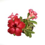 Root Bridges Adenium Desert Rose Flowering Plant (Assorted Colours)