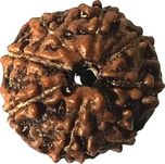 Nakshatra Craft 100% Original and Natural Mantra Siddha Rare 8 Mukhi Nepal Rudraksha with Lab Test Certificate R8 Wooden Yantra