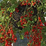 National Gardens Small Cherry Tomato Seeds