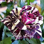 Nooelec Seeds India Dragon Rose Black Flower Seeds