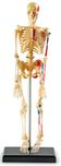 Learning Resources Human Skeleton Anatomy Model