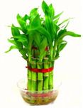Floral Home Decor Chini - Vastu Lucky Plant Bonsai Wild Artificial Plant  with Pot(16 cm, Green)