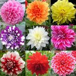 Creative Farmer Dahlia-Pompon Mia Mix Flower Seeds For Gardening - Garden Flower Seeds Pack