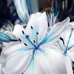 Floral Treasure 20Pcs Blue Rare Perfume Lily Seeds