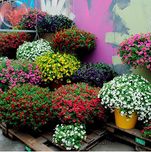 Creative Farmer Flower Seeds : Petunia Best Pro Mix Flower Seeds Hybrid Flower Seeds For Summer Garden [Home Garden Seeds Eco Pack]