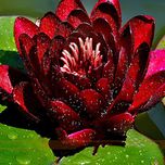Rare Red Black Lotus Seed Mini Water lily Flower Seeds 10 Seeds