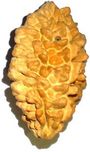 APDI 2 Mukhi Nepali Rudraksha Beads Wood