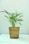 Green Gardenia Wooden Slap Planter/Wooden Box Planter Small-12x12x12 inches