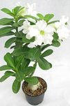 Bee Garden Desert Rose Adenium Live Plant White Color (Grafted - Live Plant)
