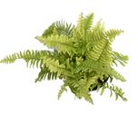 Root Bridges Boston Fern Indoor Plant (Pot Included)