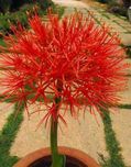 Garden Care Haemanthus Lily (Football Lily) Pack Of 3 Bulbs
